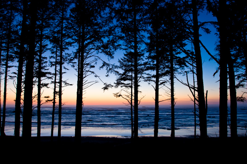 Tree Silhouettes At Sunset